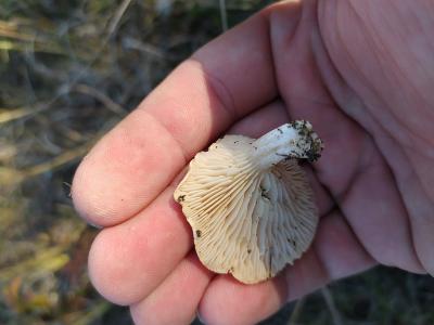 Прикрепленное изображение: IMG_2020-11-08_15-09-39.JPG